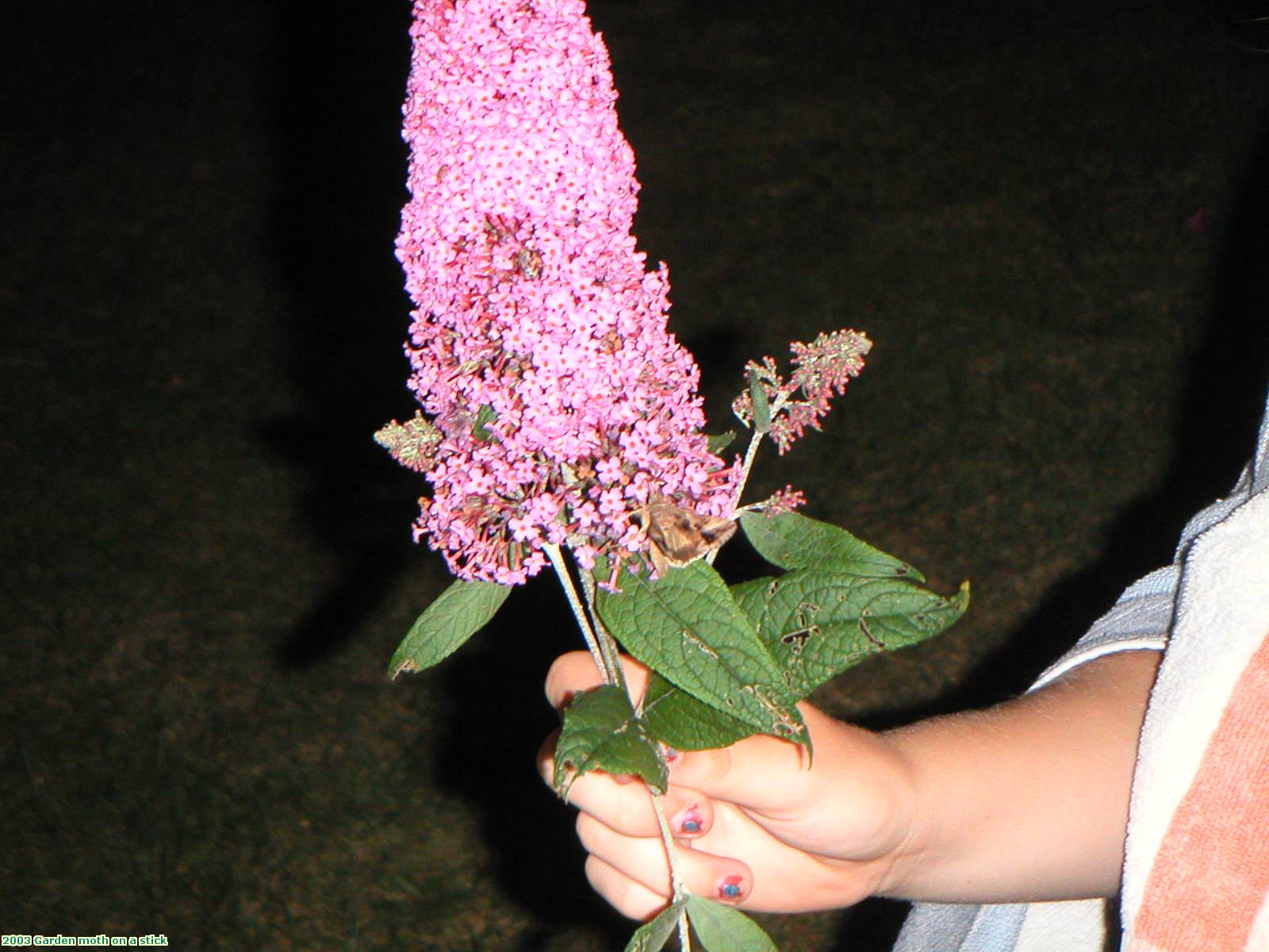 2003 Garden moth on a stick