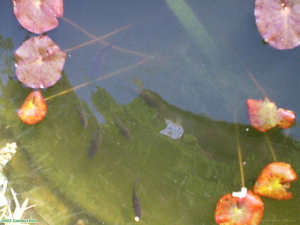 2003 Garden fish