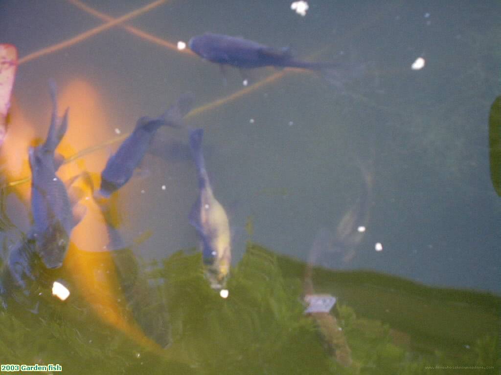 2003 Garden fish