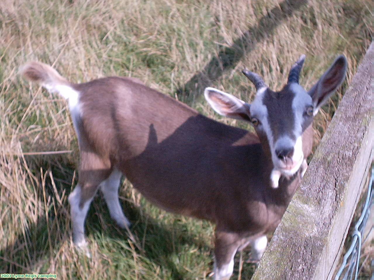 2003 Lyme Regis camping