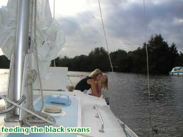  sailing feeding the black swans