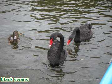  sailing black swans