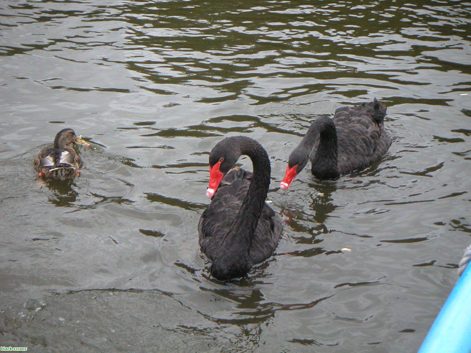 black swans