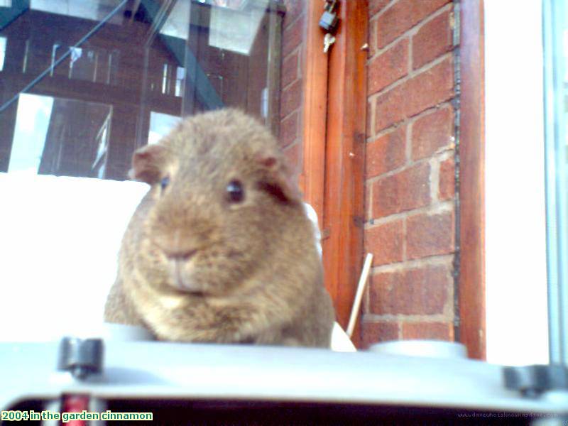 2004 in the garden cinnamon