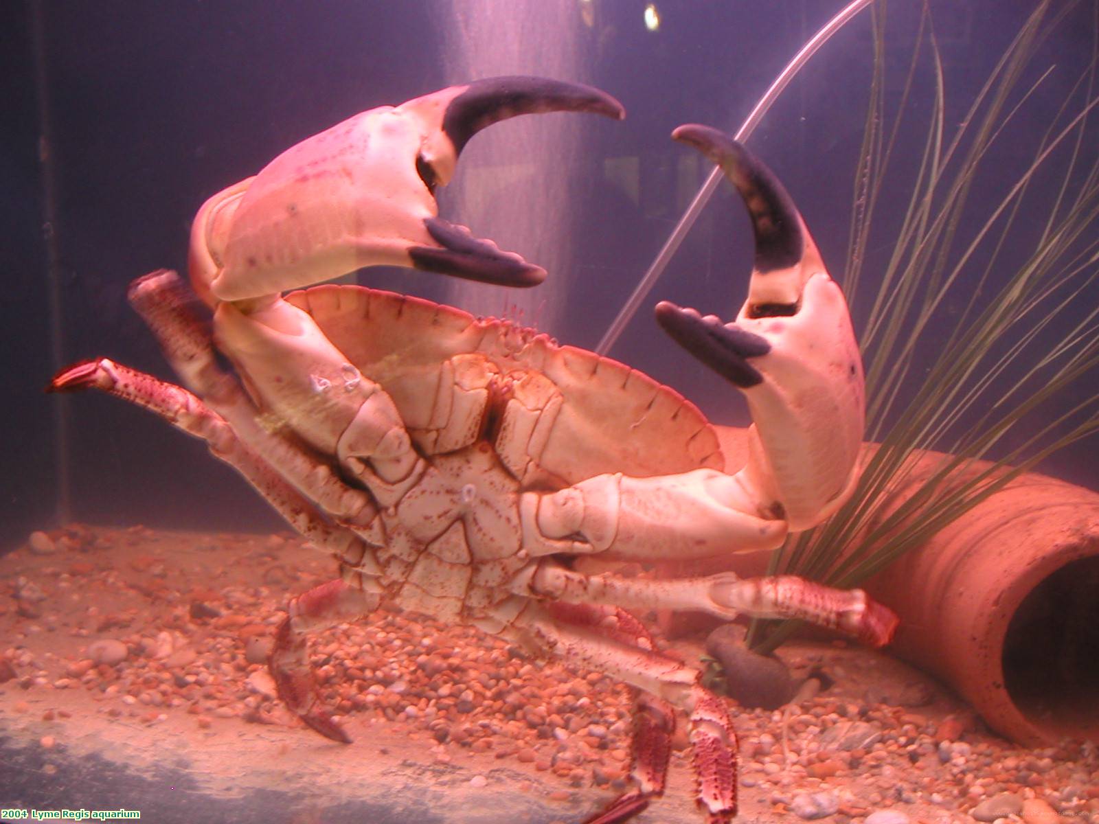 2004  Lyme Regis aquarium