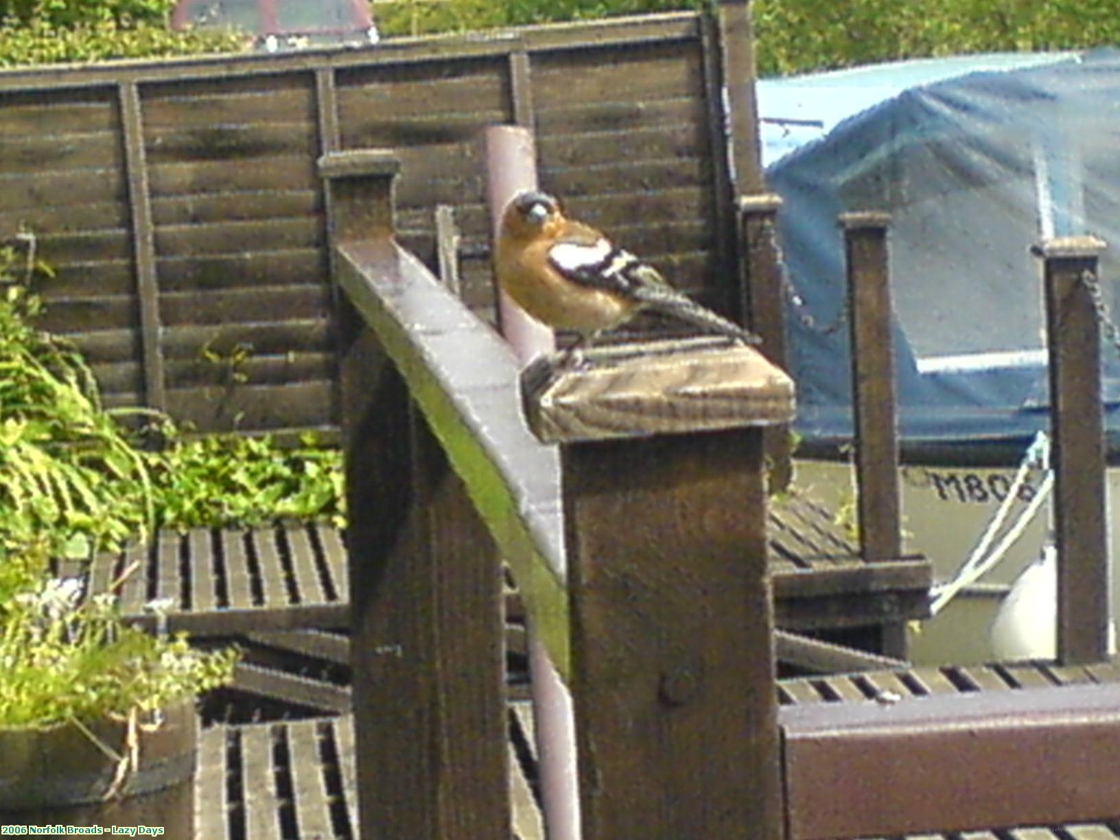 2006 Norfolk Broads - Lazy Days