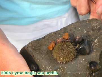  lyme 2006 Lyme Regis sea urchin