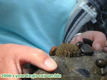  lyme 2006 Lyme Regis sea urchin