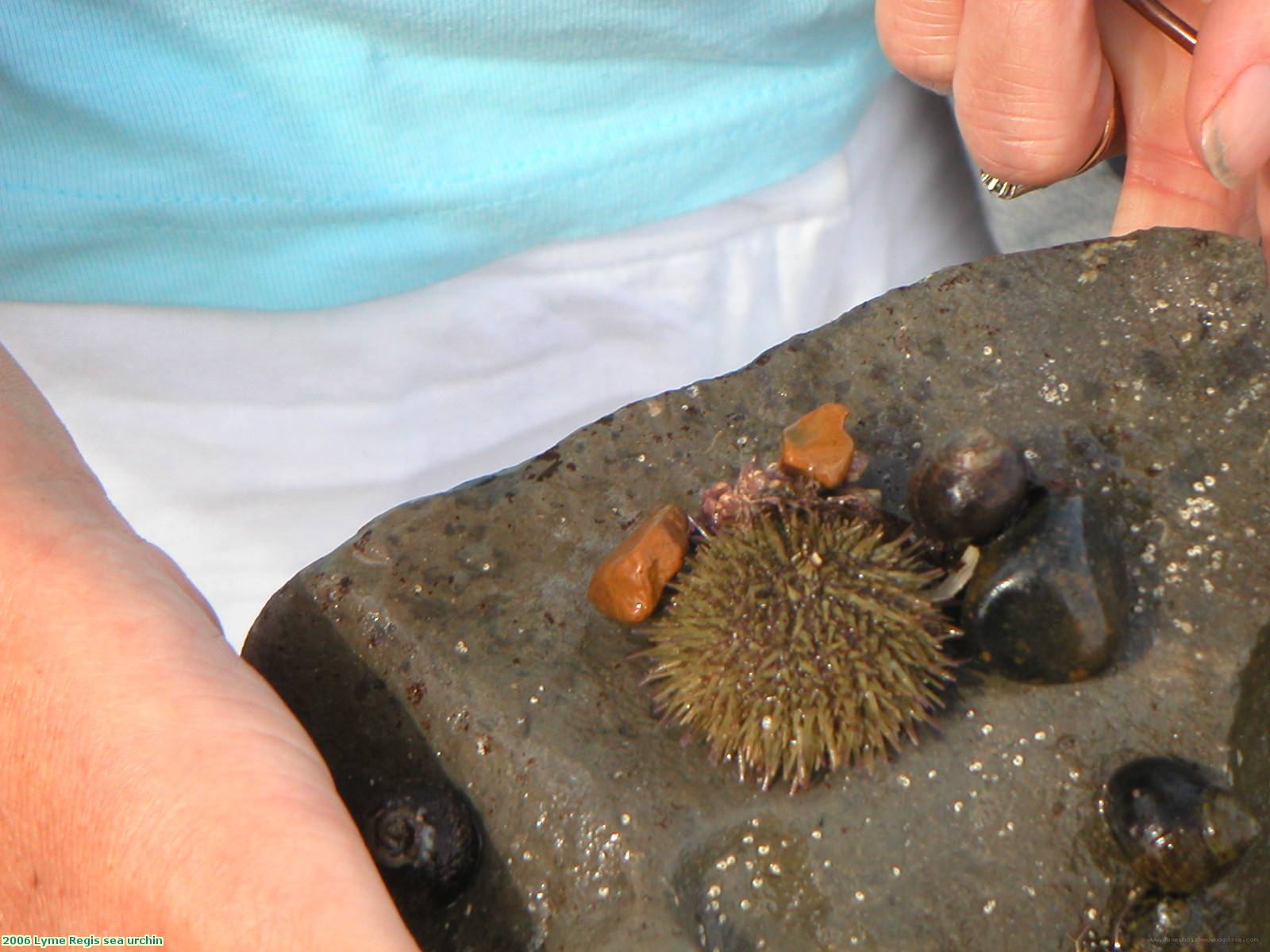 2006 Lyme Regis sea urchin