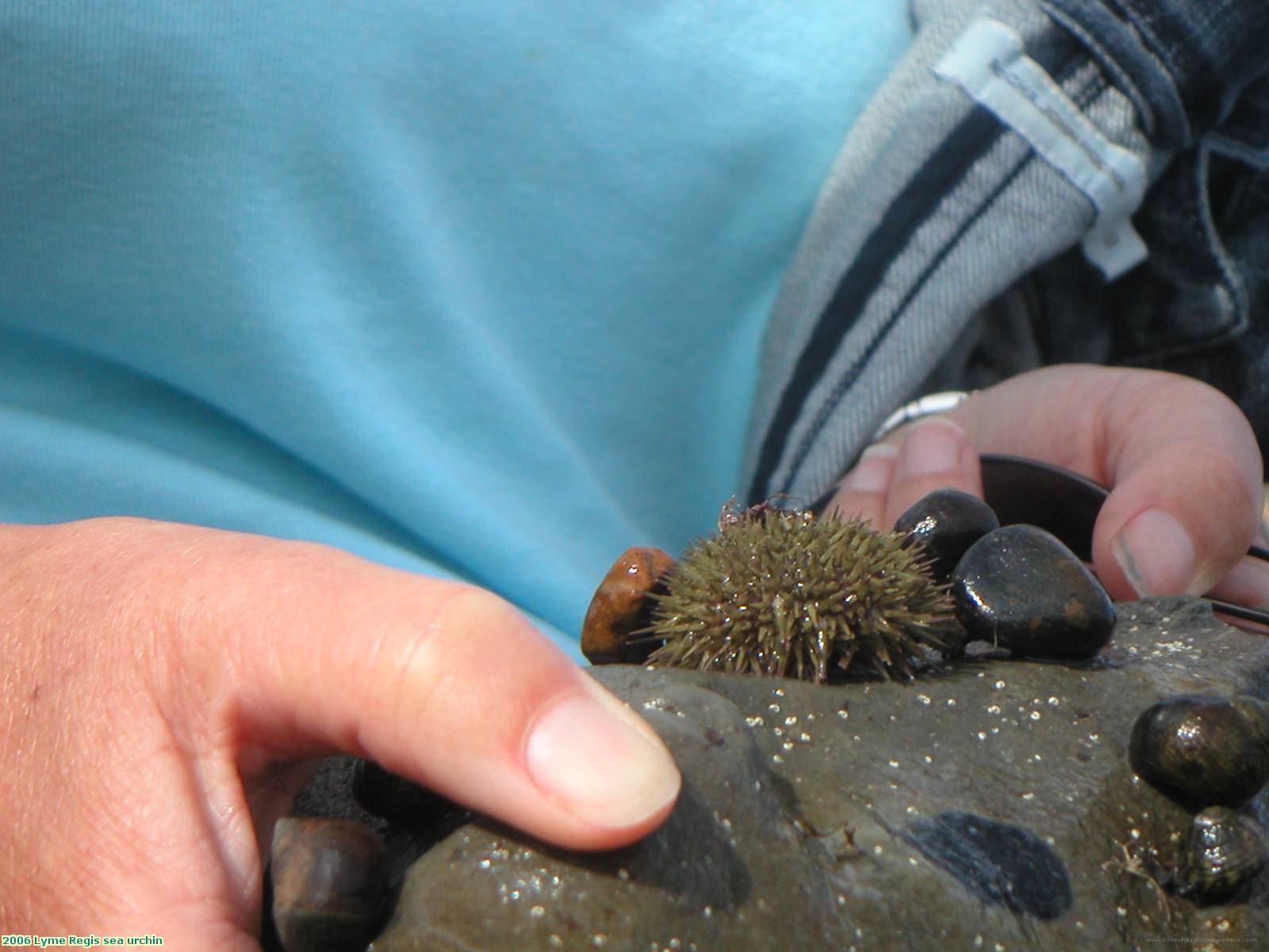 2006 Lyme Regis sea urchin