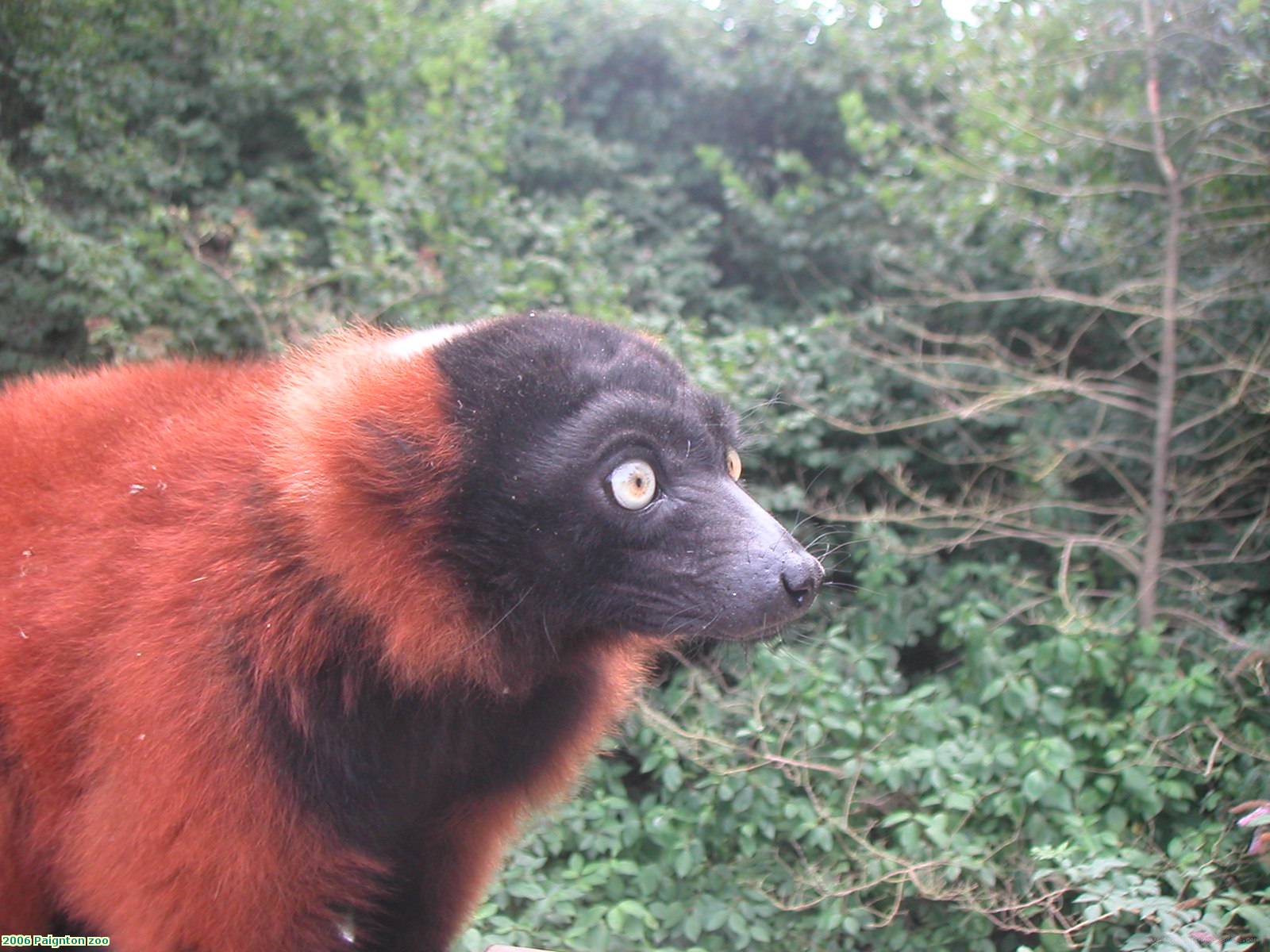 2006 Paignton zoo