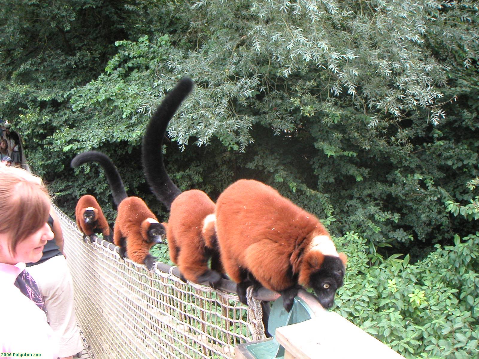 2006 Paignton zoo