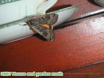  gard 2007 House and garden moth