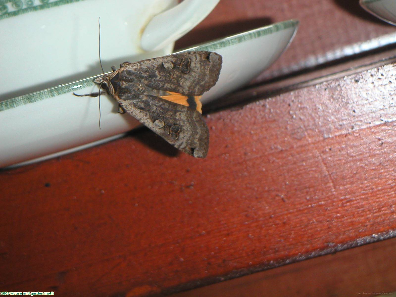 2007 House and garden moth