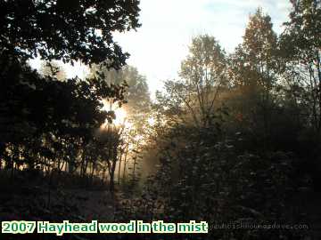  hay 2007 Hayhead wood in the mist