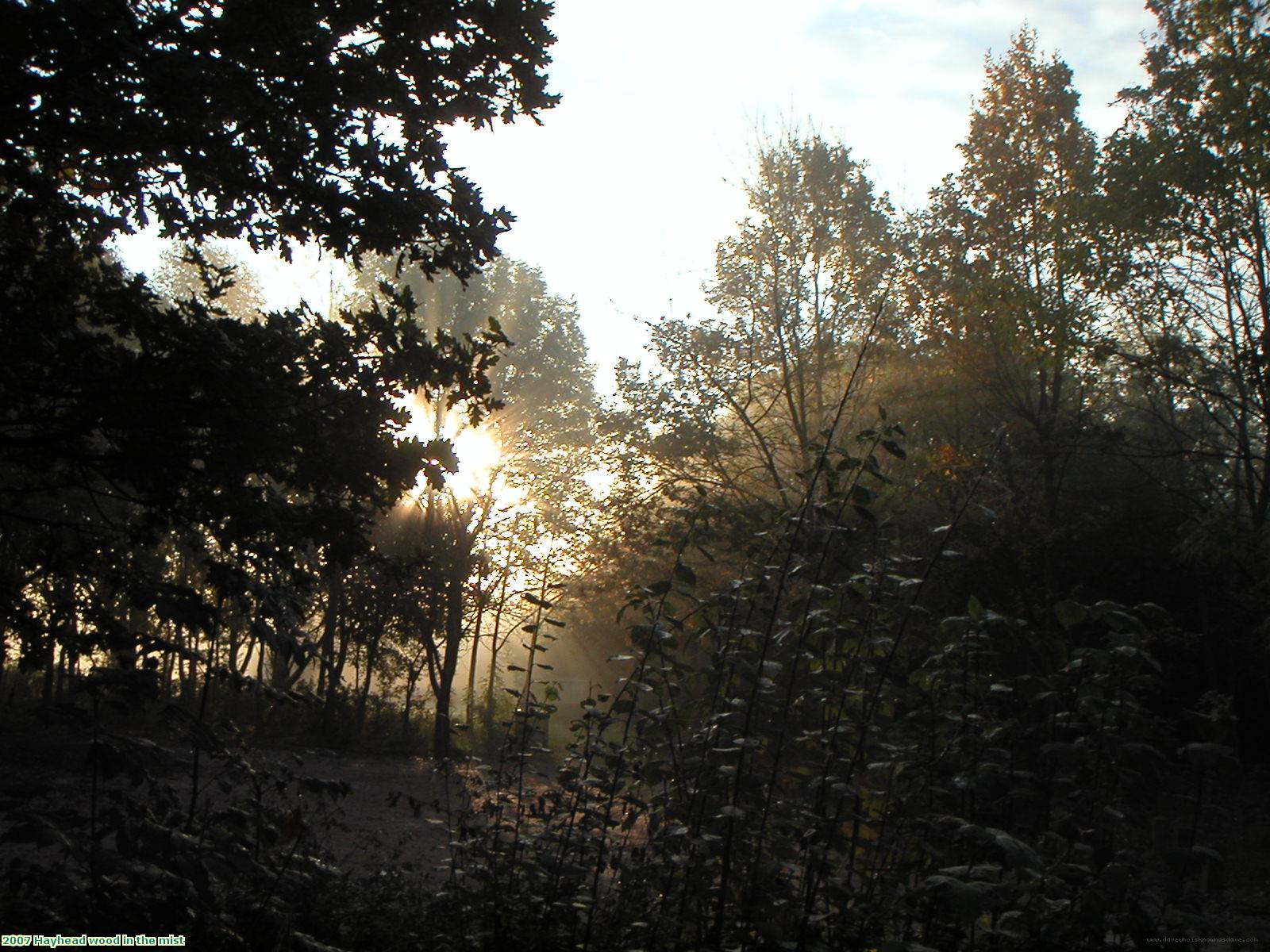 2007 Hayhead wood in the mist