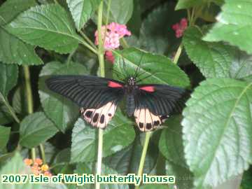  iow 2007 Isle of Wight butterfly house