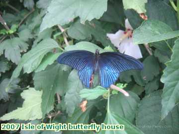  iow 2007 Isle of Wight butterfly house