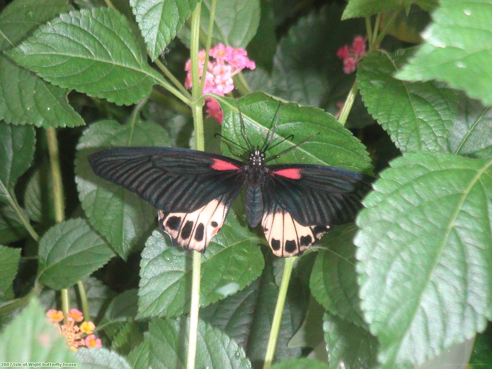 2007 Isle of Wight butterfly house