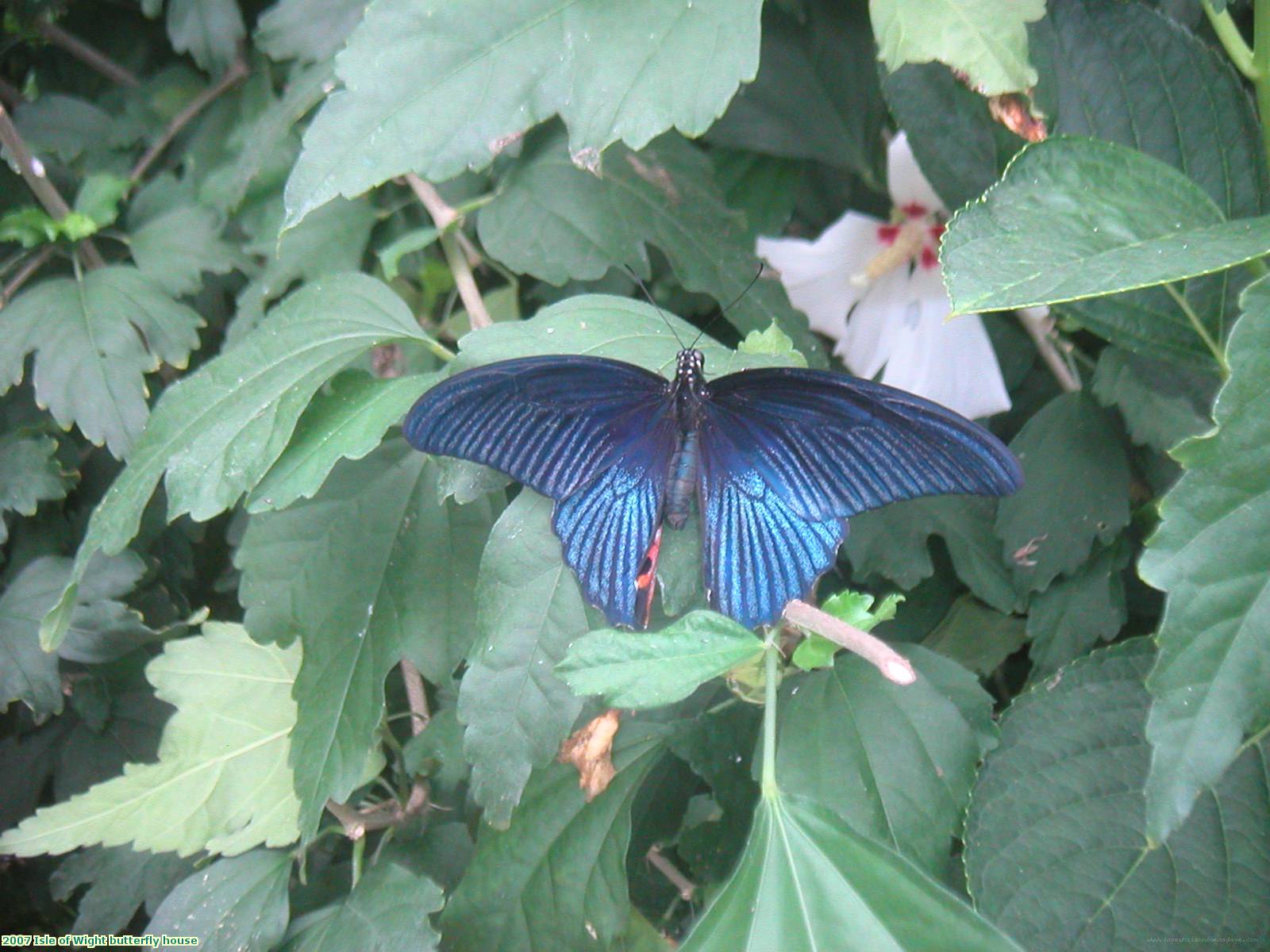 2007 Isle of Wight butterfly house