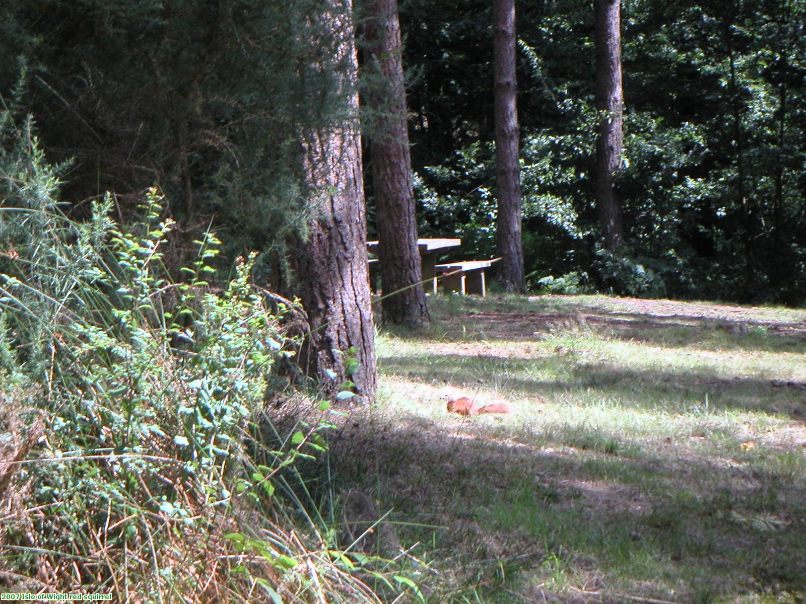 2007 Isle of Wight red squirrel