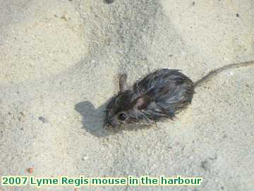  lyme 2007 Lyme Regis mouse in the harbour