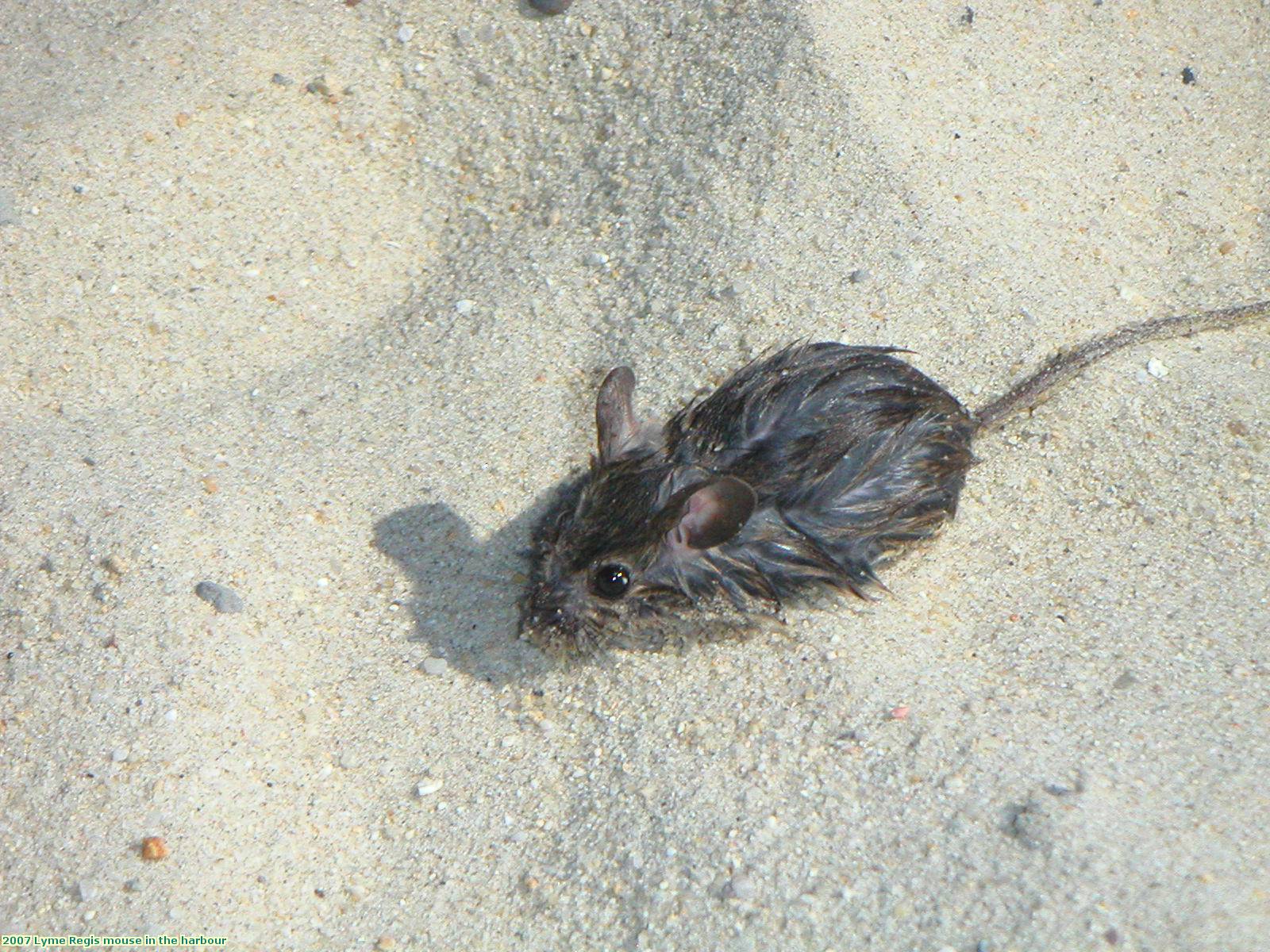 2007 Lyme Regis mouse in the harbour