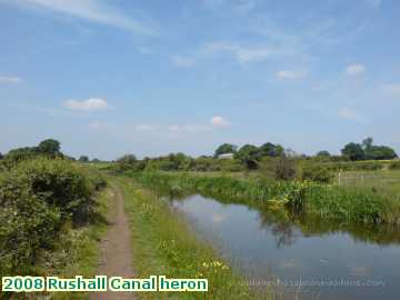  can 2008 Rushall Canal heron