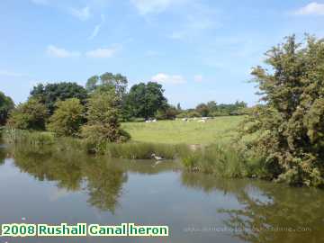  can 2008 Rushall Canal heron