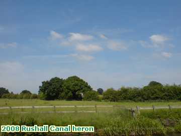  can 2008 Rushall Canal heron