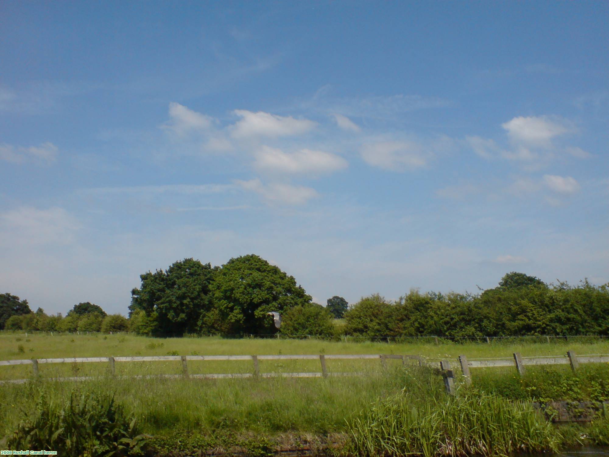 2008 Rushall Canal heron