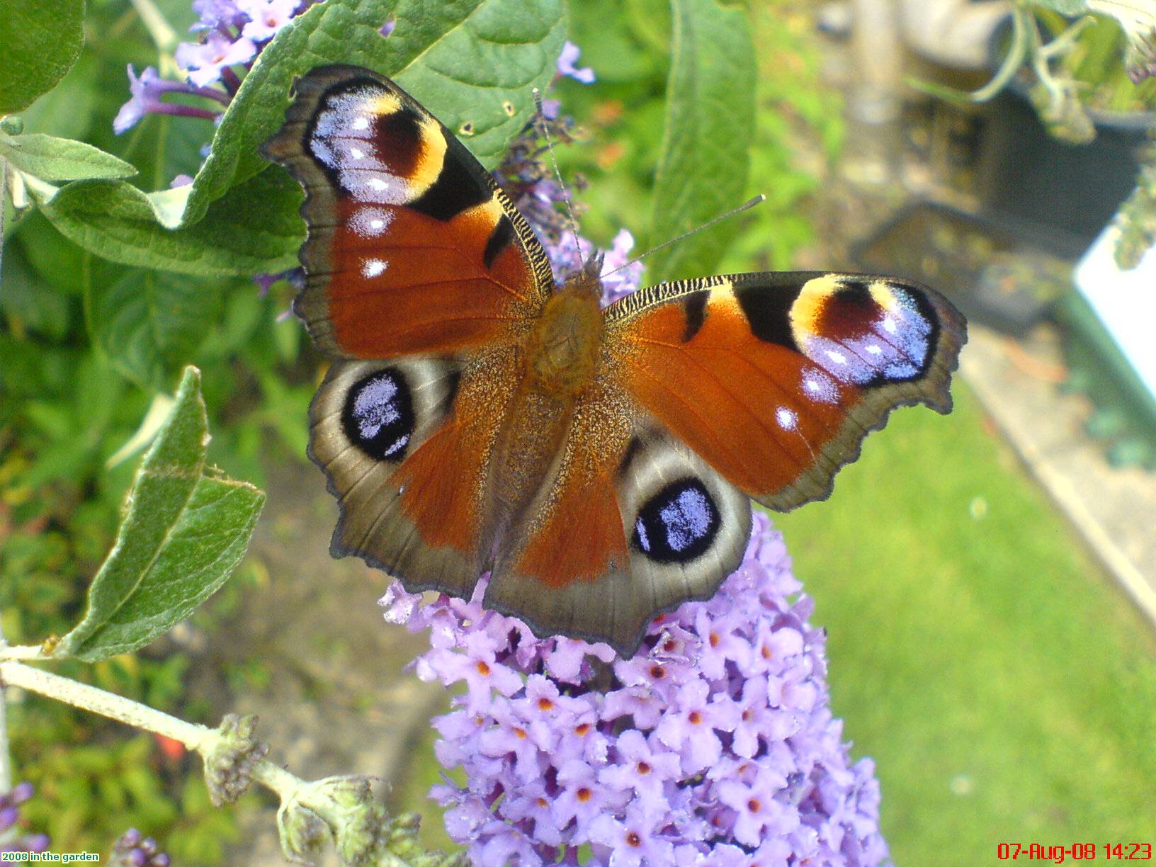 2008 in the garden