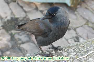  torq 2008 Torquay at Christmas jackdaw