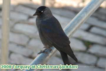  torq 2008 Torquay at Christmas jackdaw