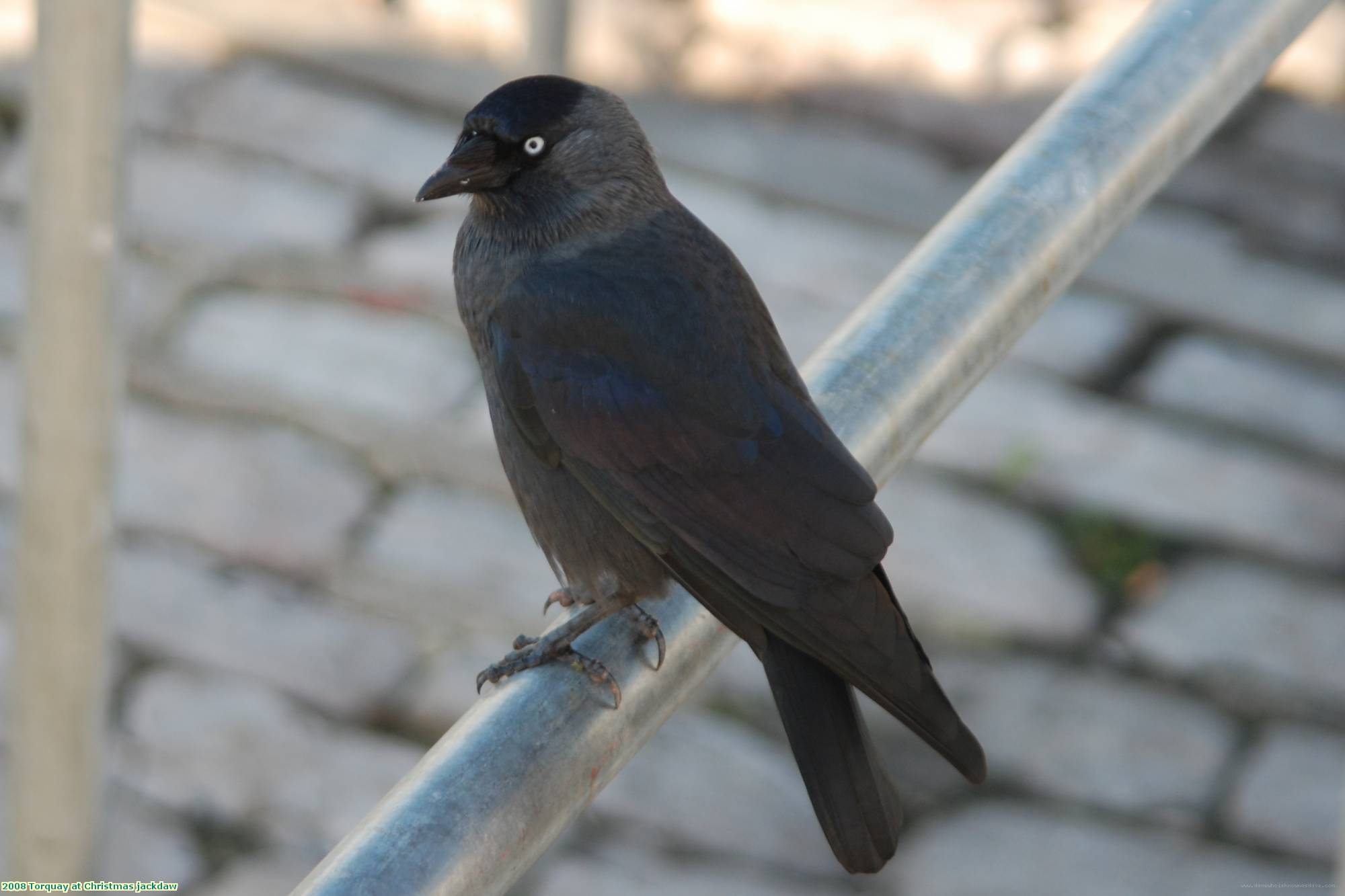 2008 Torquay at Christmas jackdaw