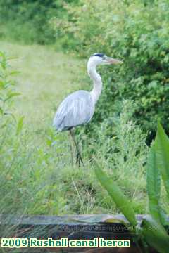  can 2009 Rushall canal heron