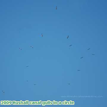  can 2009 Rushall canal gulls in a circle