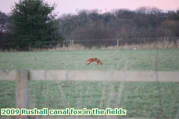  can 2009 Rushall canal fox in the fields