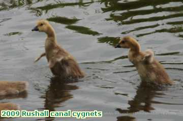  can 2009 Rushall canal cygnets