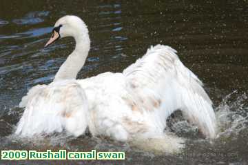  can 2009 Rushall canal swan