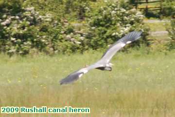  can 2009 Rushall canal heron