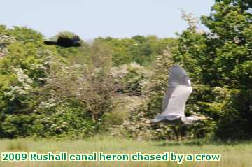  can 2009 Rushall canal heron chased by a crow