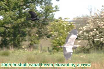  can 2009 Rushall canal heron chased by a crow