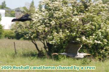  can 2009 Rushall canal heron chased by a crow