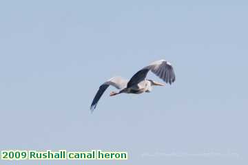  can 2009 Rushall canal heron