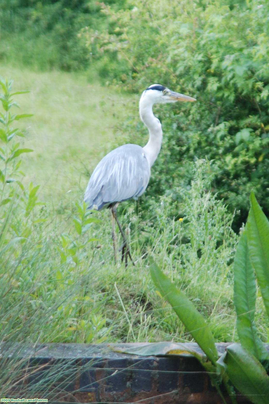 2009 Rushall canal heron