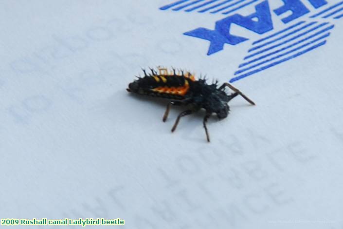 2009 Rushall canal Ladybird beetle