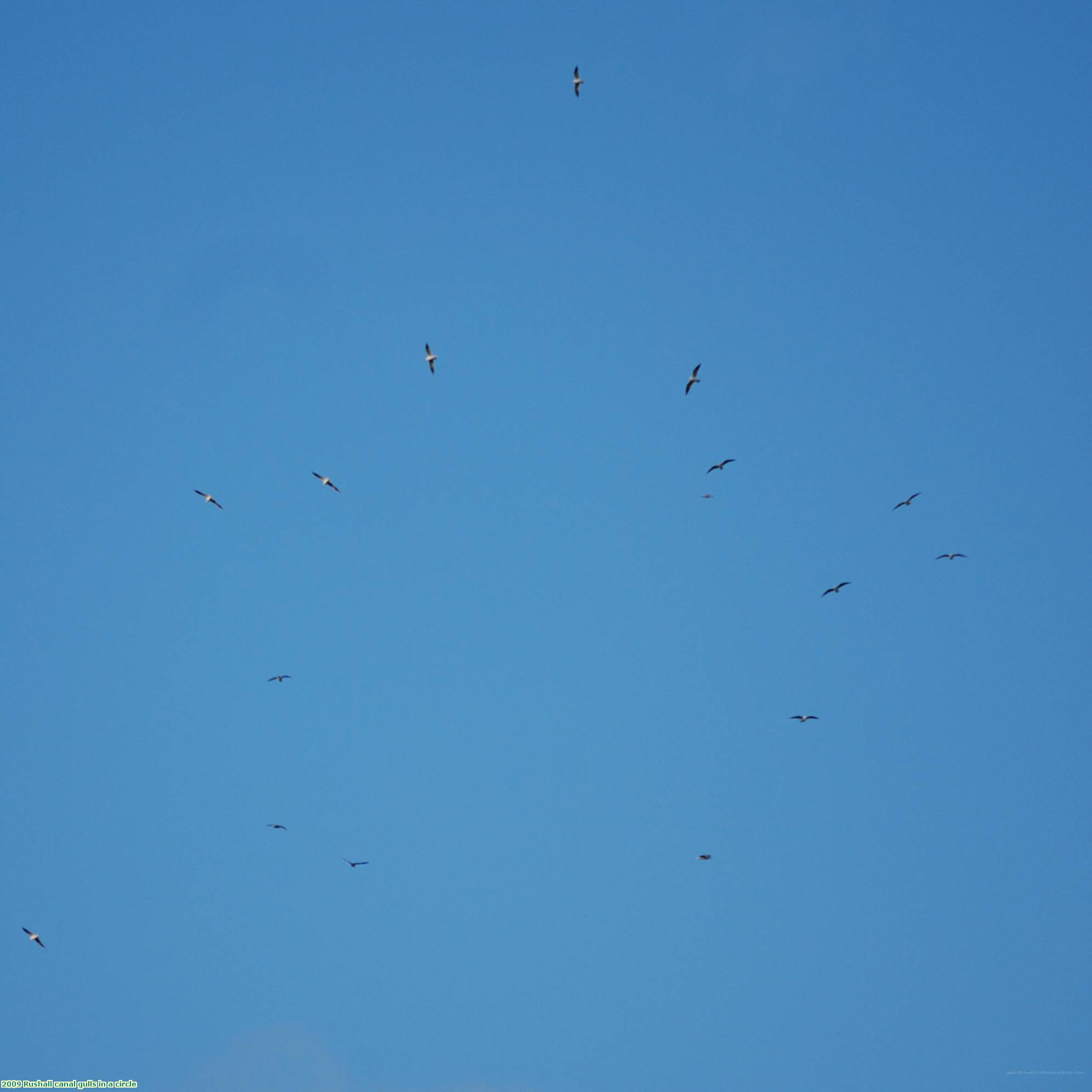 2009 Rushall canal gulls in a circle