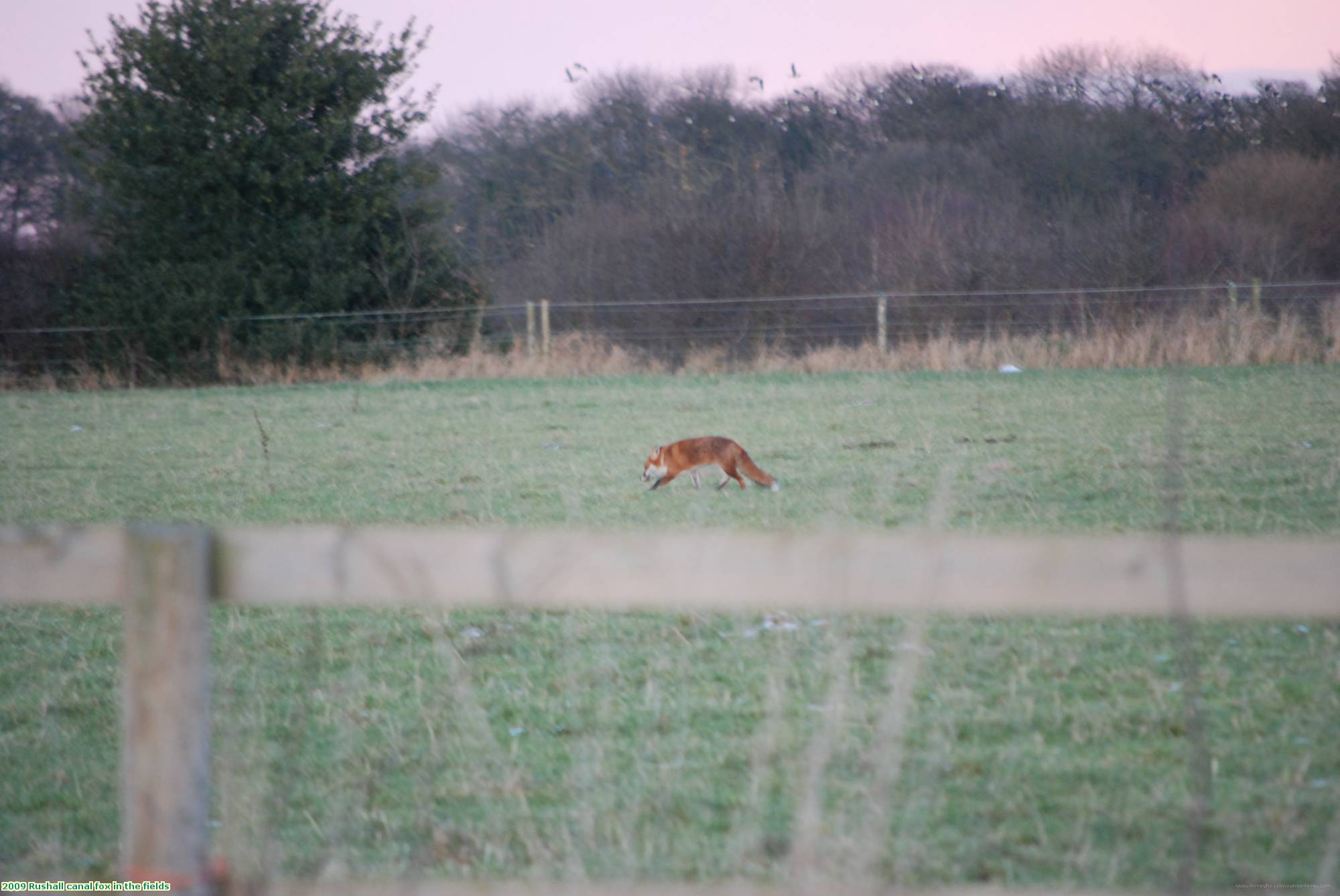 2009 Rushall canal fox in the fields