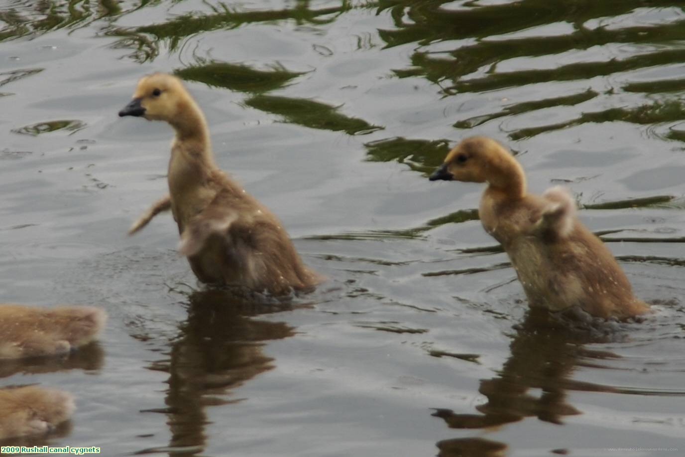 2009 Rushall canal cygnets